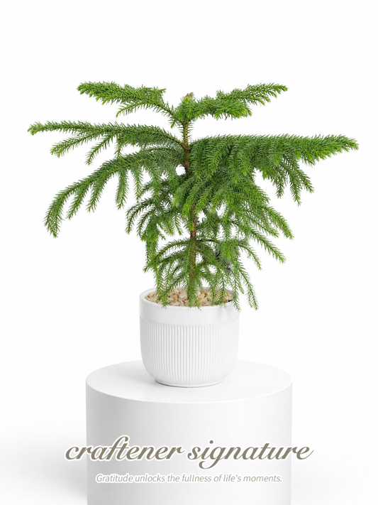 Craftener Signature Araucaria cunninghamii in Ceramic Pot White