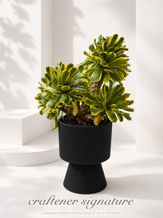 Craftener Signature Aeonium ‘Sunburst’ Black