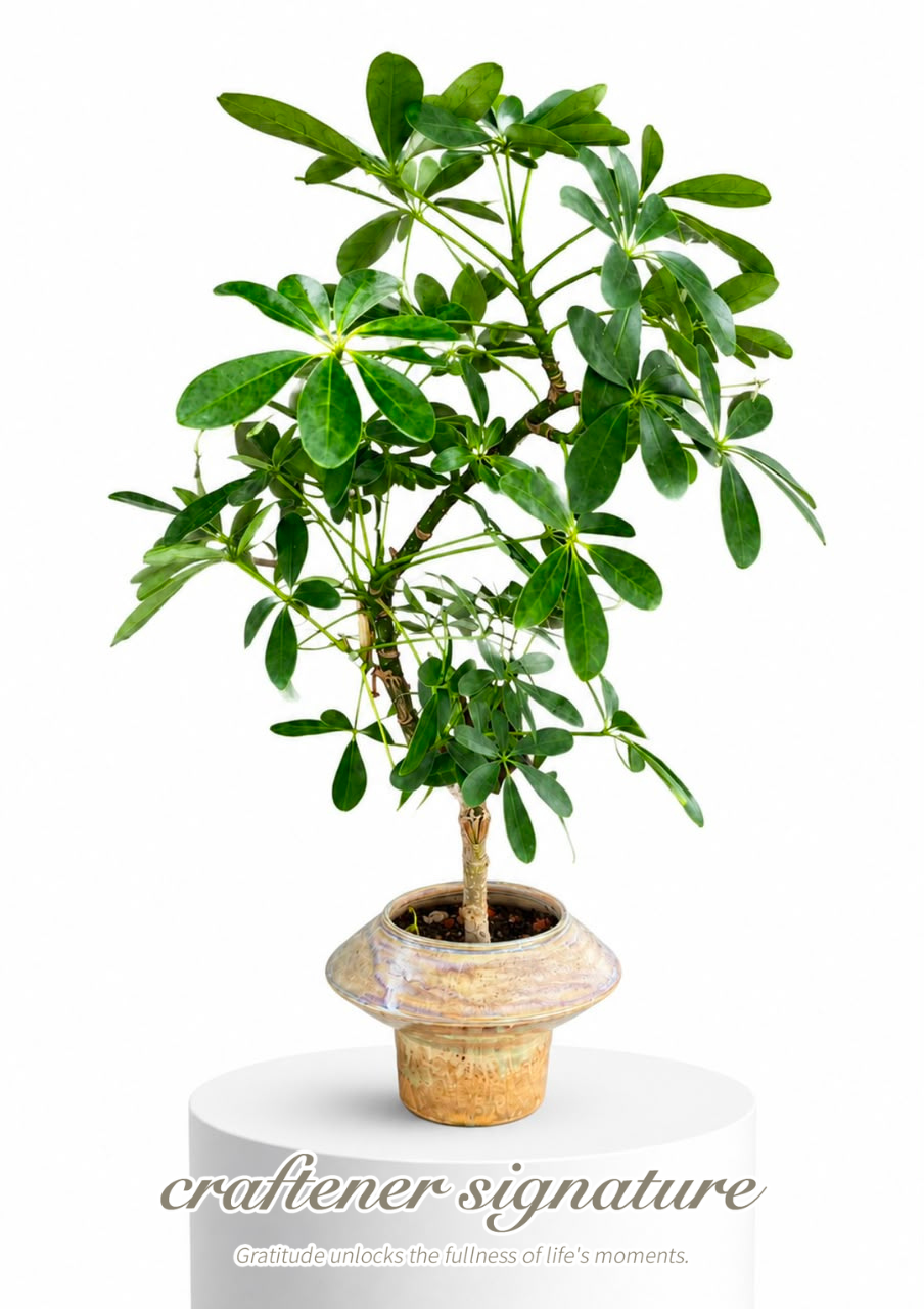 Craftener Signature Dwarf Umbrella Tree in Ceramic Pot