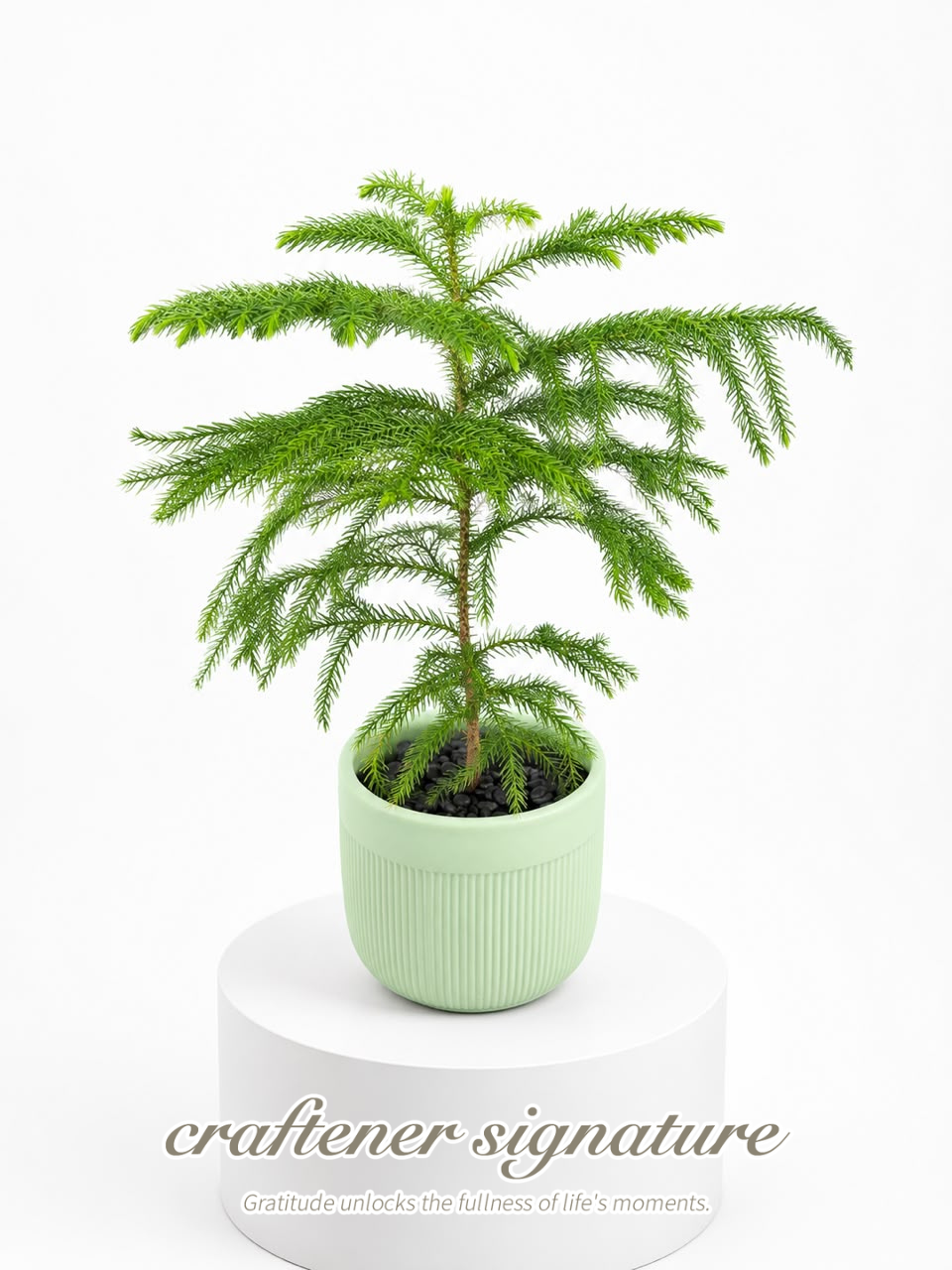 Craftener Signature Araucaria cunninghamii in Ceramic Pot Green