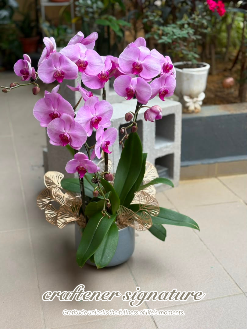 Craftener Signature Premium Pink Phalaenopsis Orchid Arrangement