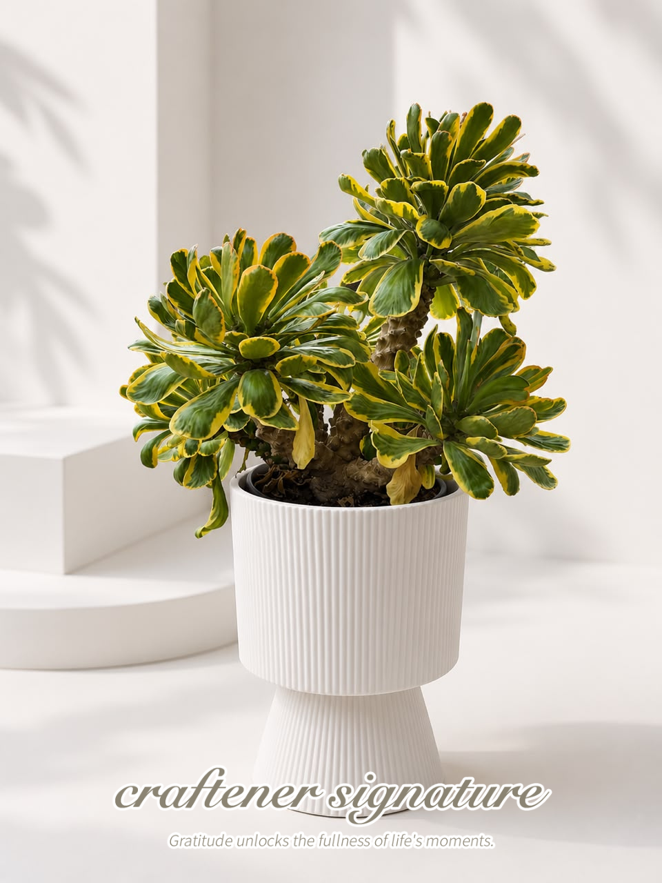 Craftener Signature Aeonium ‘Sunburst’ White