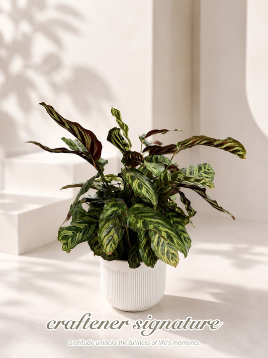 Craftener Signature Calathea Makoyana (Peacock Plant)