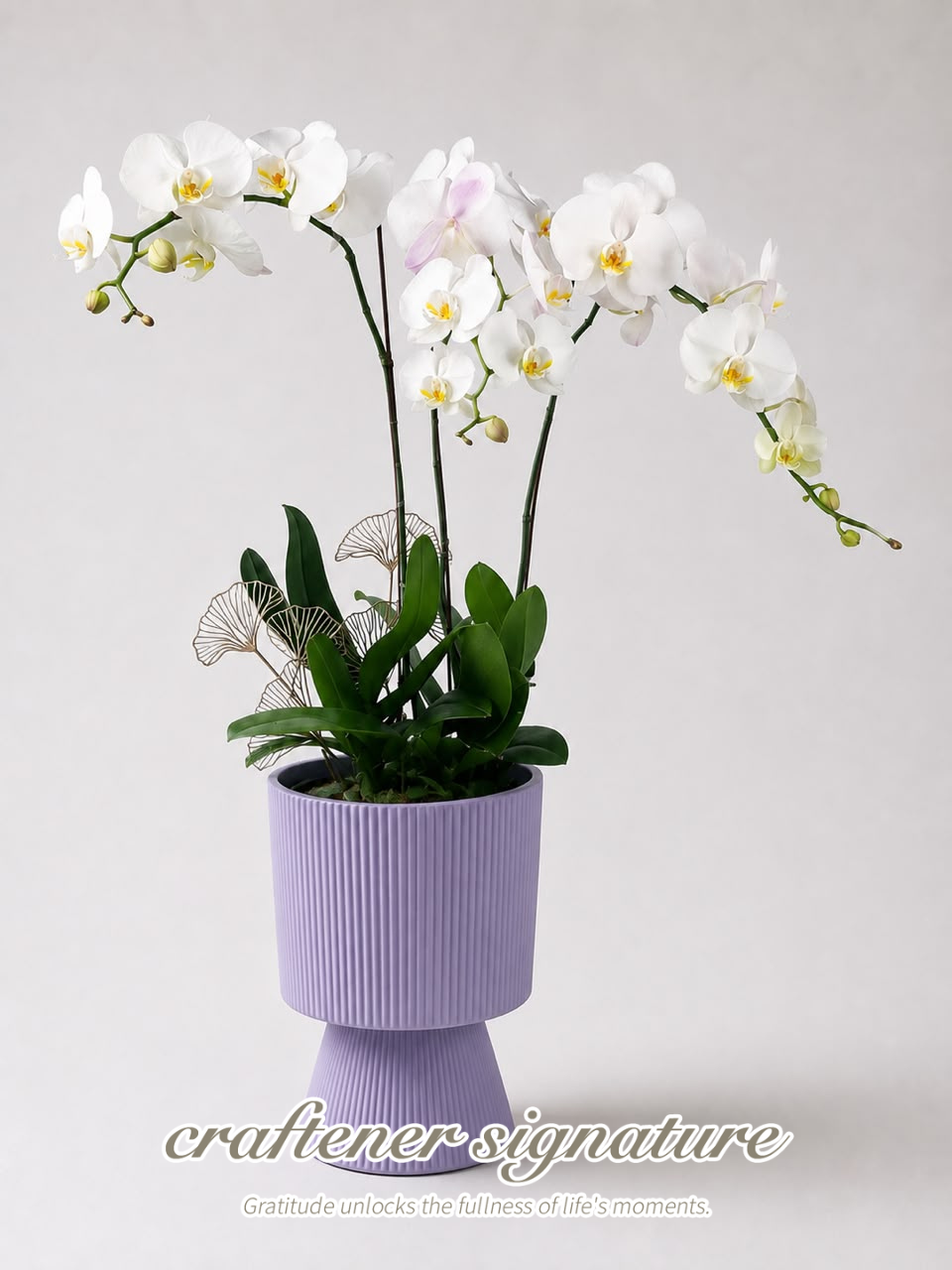 Craftener Signature White Phalaenopsis Orchid Purple