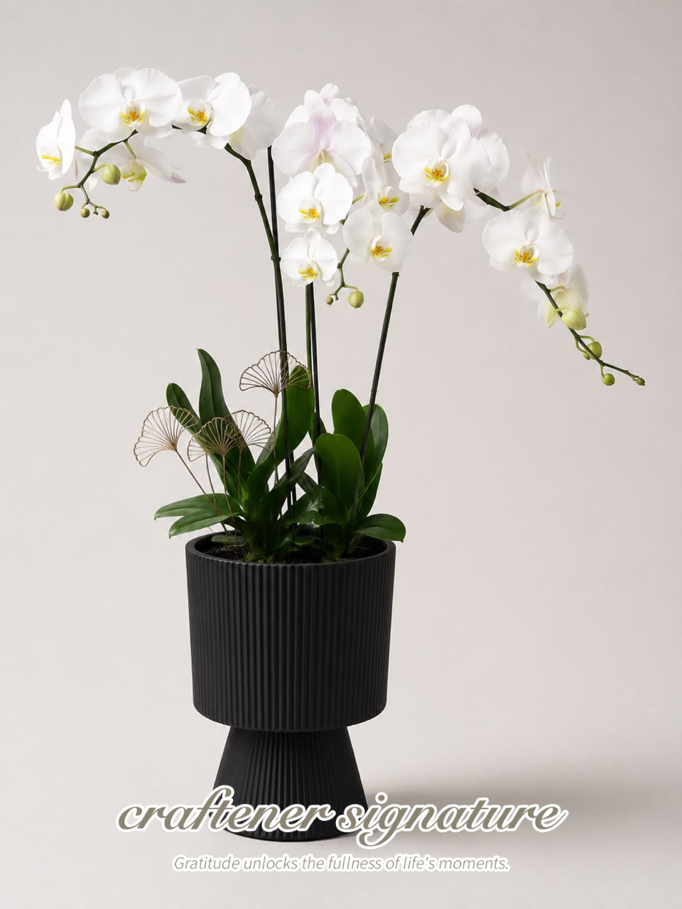 Craftener Signature White Phalaenopsis Orchid Black