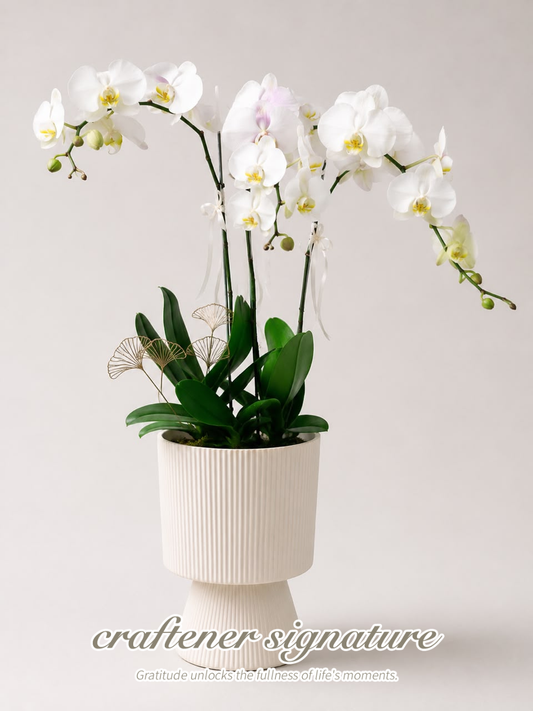 Craftener Signature White Phalaenopsis Orchid White