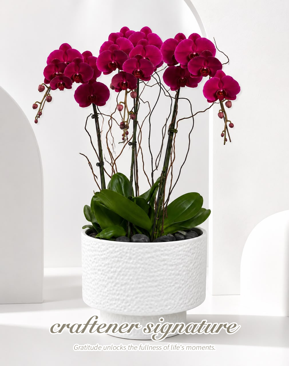 Craftener Signature Premium Fuchsia Phalaenopsis Orchid