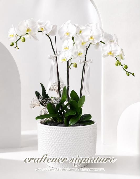 Craftener Signature Premium White Phalaenopsis Orchid